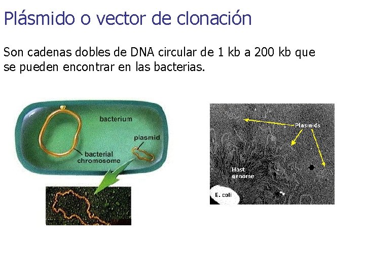 Plásmido o vector de clonación Son cadenas dobles de DNA circular de 1 kb
