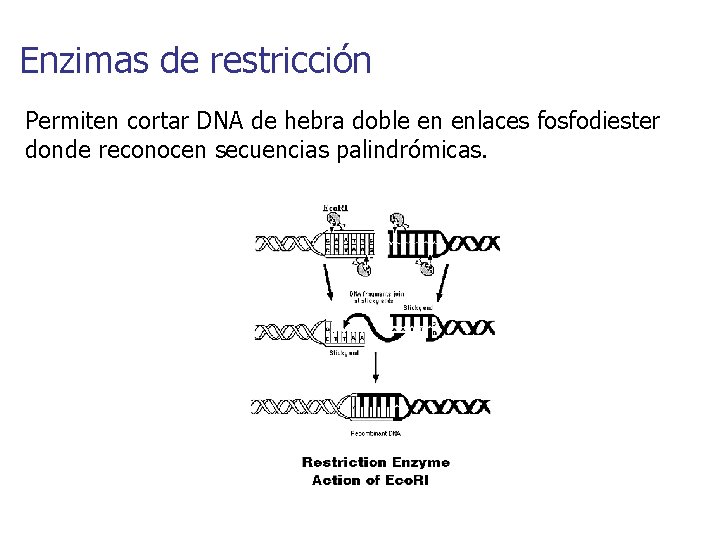 Enzimas de restricción Permiten cortar DNA de hebra doble en enlaces fosfodiester donde reconocen