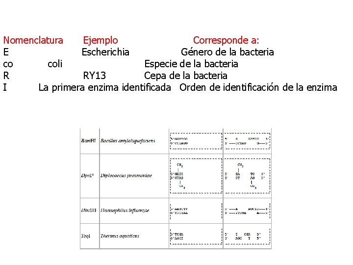 Nomenclatura Ejemplo Corresponde a: E Escherichia Género de la bacteria co coli Especie de