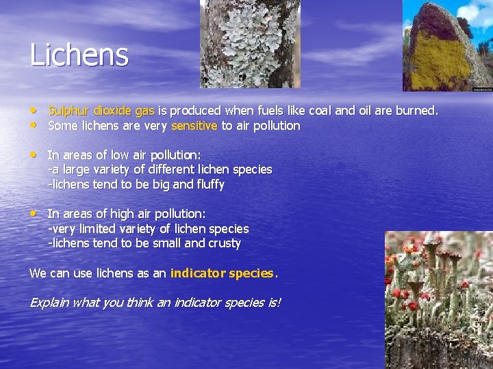 Lichens • Sulphur dioxide gas is produced when fuels like coal and oil are