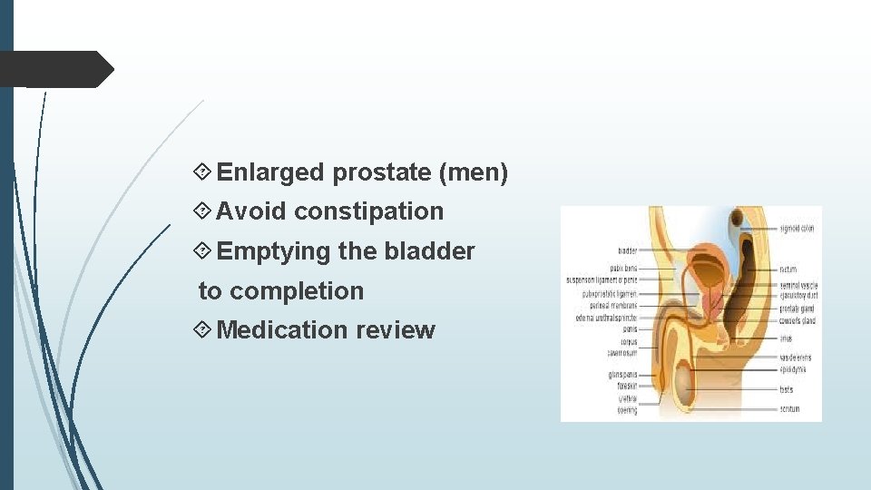  Enlarged prostate (men) Avoid constipation Emptying the bladder to completion Medication review 