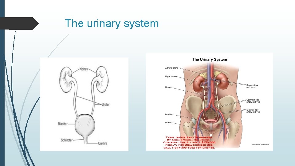 The urinary system 