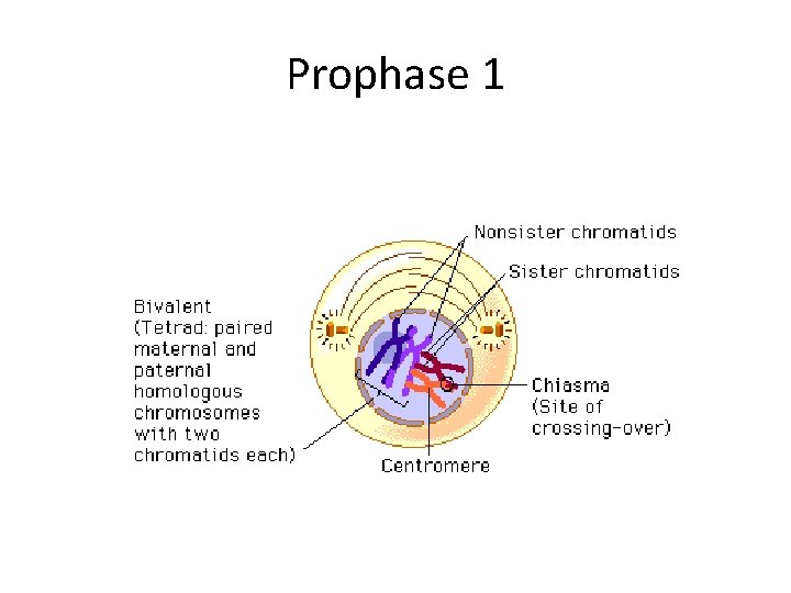 Prophase 1 