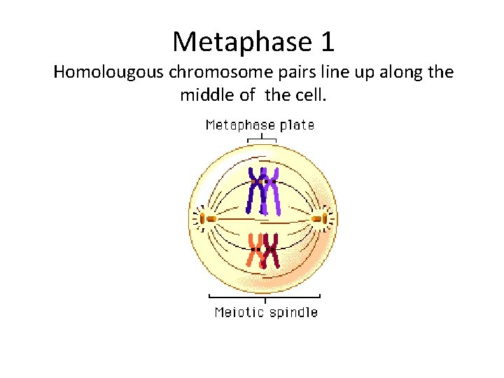Metaphase 1 Homolougous chromosome pairs line up along the middle of the cell. 