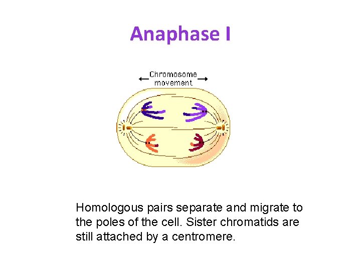 Anaphase I Homologous pairs separate and migrate to the poles of the cell. Sister