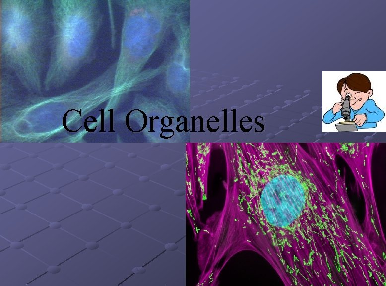 Cell Organelles 