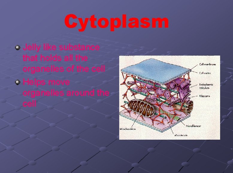 Cytoplasm Jelly like substance that holds all the organelles of the cell Helps move