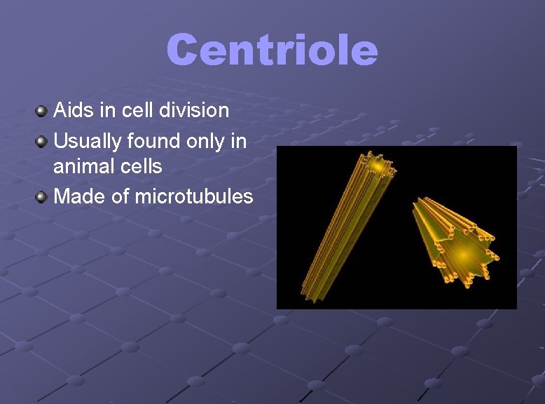 Centriole Aids in cell division Usually found only in animal cells Made of microtubules