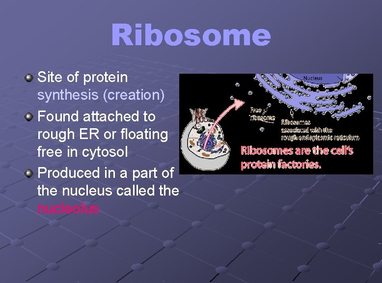 Ribosome Site of protein synthesis (creation) Found attached to rough ER or floating free