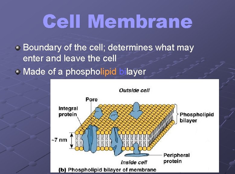 Cell Membrane Boundary of the cell; determines what may enter and leave the cell