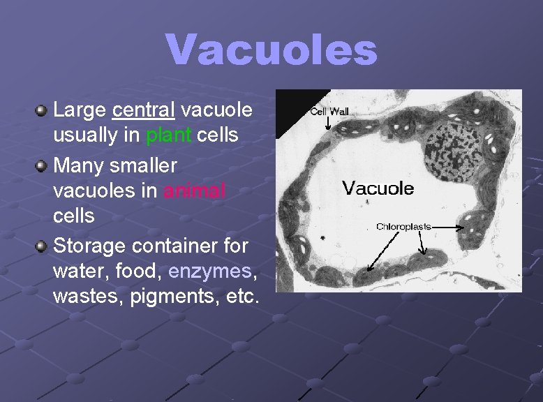 Vacuoles Large central vacuole usually in plant cells Many smaller vacuoles in animal cells