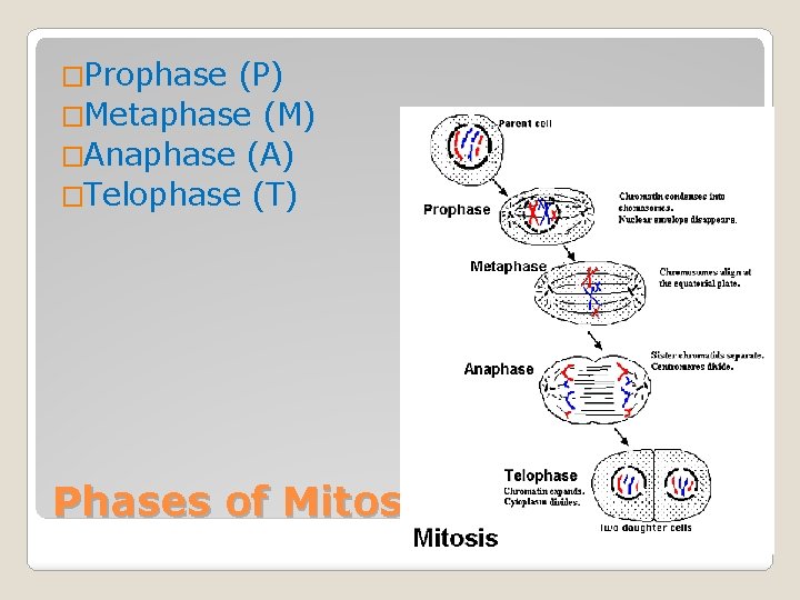 �Prophase (P) �Metaphase (M) �Anaphase (A) �Telophase (T) Phases of Mitosis 