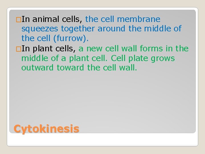 �In animal cells, the cell membrane squeezes together around the middle of the cell