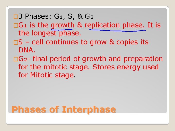 � 3 Phases: G₁, S, & G₂ �G₁ is the growth & replication phase.