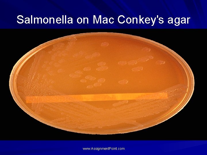 Salmonella on Mac Conkey's agar www. Assignment. Point. com 