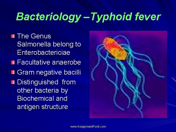 Bacteriology –Typhoid fever The Genus Salmonella belong to Enterobactericiae Facultative anaerobe Gram negative bacilli