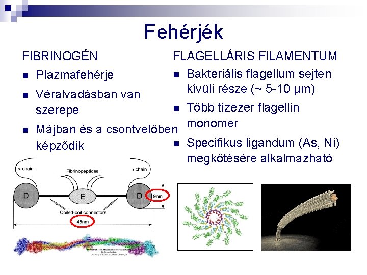 Fehérjék FIBRINOGÉN n Plazmafehérje n Véralvadásban van szerepe n FLAGELLÁRIS FILAMENTUM n Bakteriális flagellum