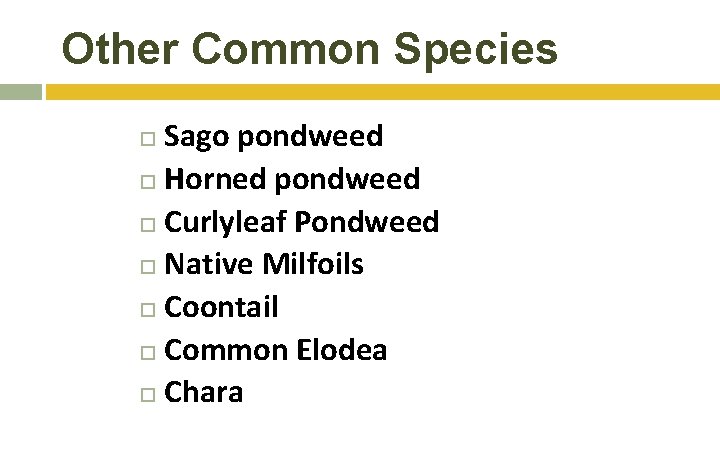 Other Common Species Sago pondweed Horned pondweed Curlyleaf Pondweed Native Milfoils Coontail Common Elodea Other Common Species Sago pondweed Horned pondweed Curlyleaf Pondweed Native Milfoils Coontail Common Elodea