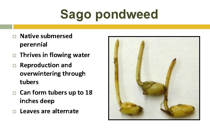 Sago pondweed Native submersed perennial Thrives in flowing water Reproduction and overwintering through tubers Sago pondweed Native submersed perennial Thrives in flowing water Reproduction and overwintering through tubers