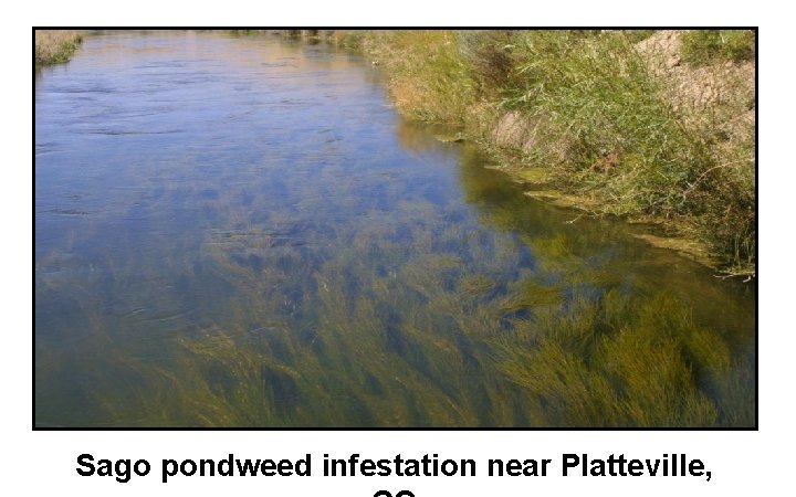 Sago pondweed infestation near Platteville, Sago pondweed infestation near Platteville,