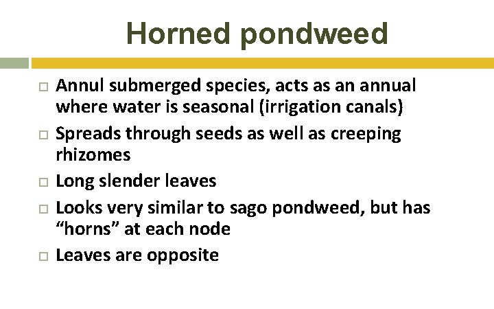 Horned pondweed Annul submerged species, acts as an annual where water is seasonal (irrigation Horned pondweed Annul submerged species, acts as an annual where water is seasonal (irrigation