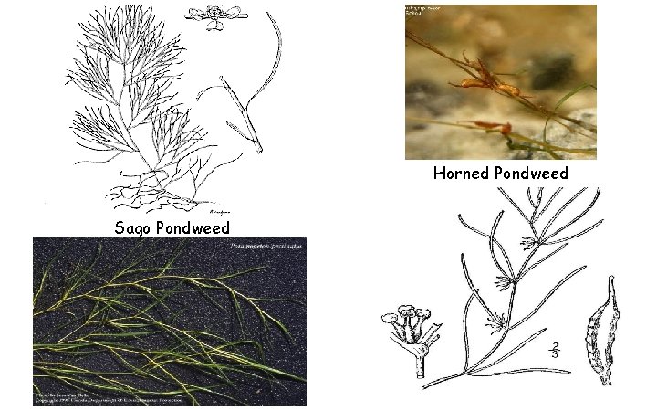 Horned Pondweed Sago Pondweed Horned Pondweed Sago Pondweed