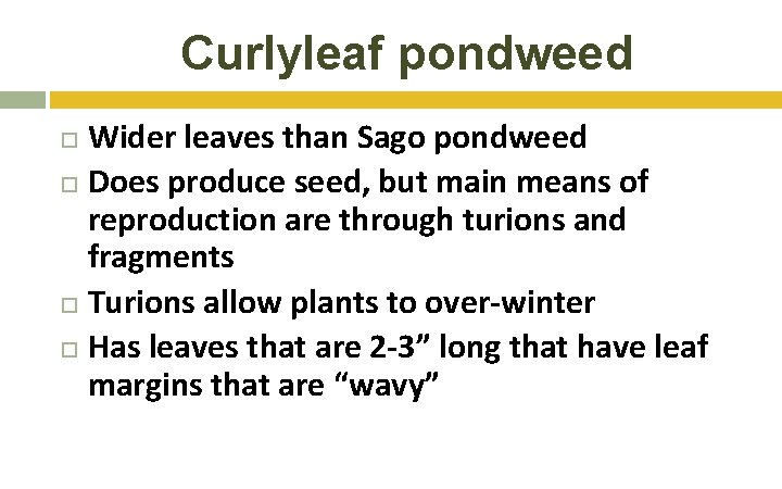 Curlyleaf pondweed Wider leaves than Sago pondweed Does produce seed, but main means of Curlyleaf pondweed Wider leaves than Sago pondweed Does produce seed, but main means of