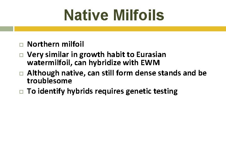 Native Milfoils Northern milfoil Very similar in growth habit to Eurasian watermilfoil, can hybridize Native Milfoils Northern milfoil Very similar in growth habit to Eurasian watermilfoil, can hybridize