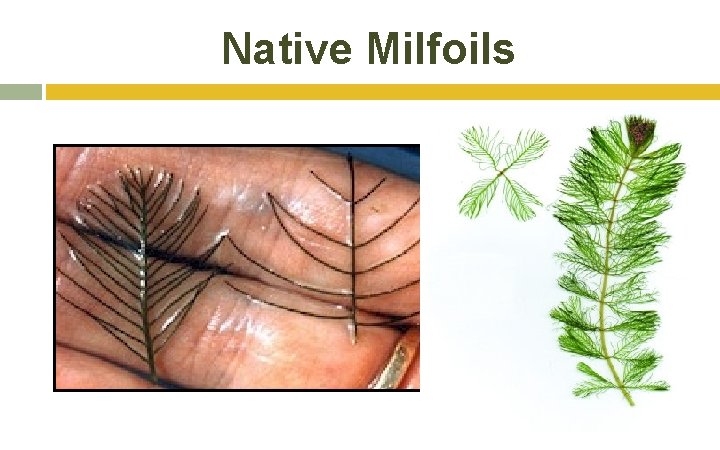 Native Milfoils Native Milfoils