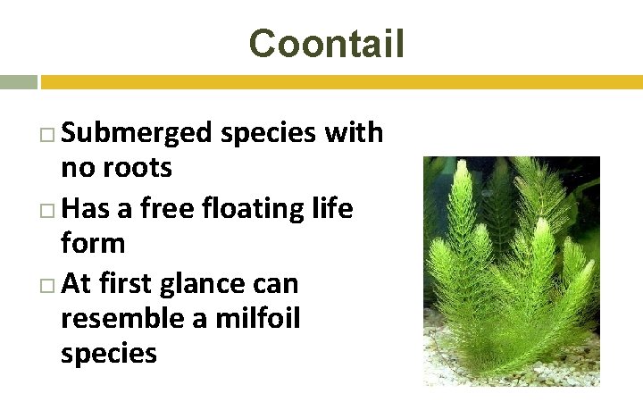 Coontail Submerged species with no roots Has a free floating life form At first Coontail Submerged species with no roots Has a free floating life form At first