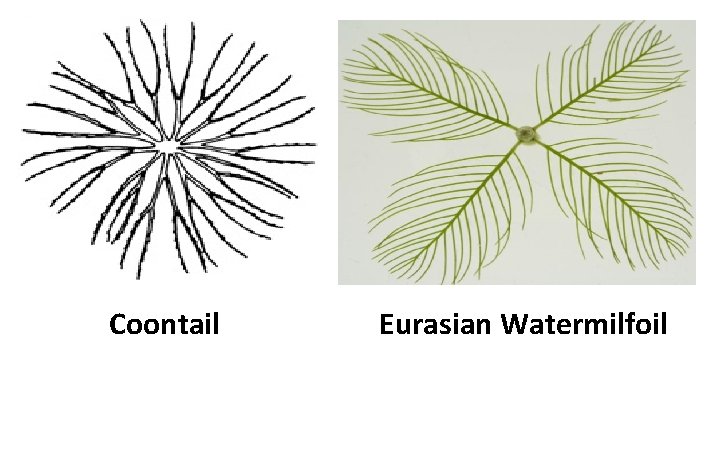 Coontail Eurasian Watermilfoil Coontail Eurasian Watermilfoil