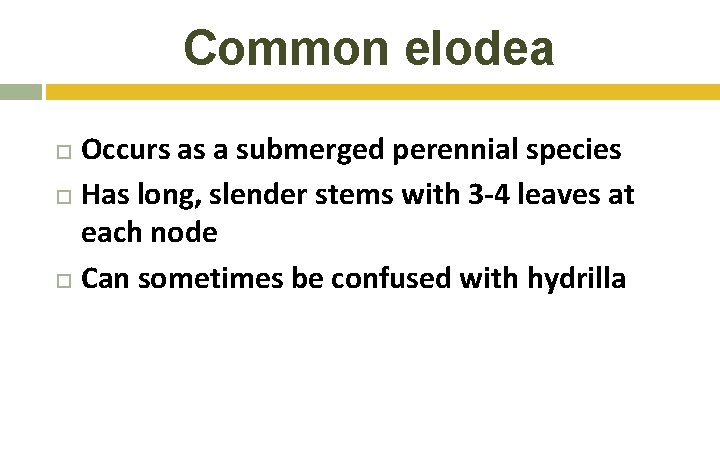 Common elodea Occurs as a submerged perennial species Has long, slender stems with 3 Common elodea Occurs as a submerged perennial species Has long, slender stems with 3