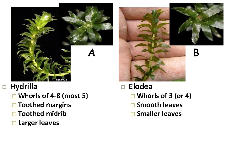 A Hydrilla � Whorls of 4 -8 (most 5) � Toothed margins � Toothed A Hydrilla � Whorls of 4 -8 (most 5) � Toothed margins � Toothed