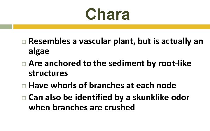 Chara Resembles a vascular plant, but is actually an algae Are anchored to the Chara Resembles a vascular plant, but is actually an algae Are anchored to the