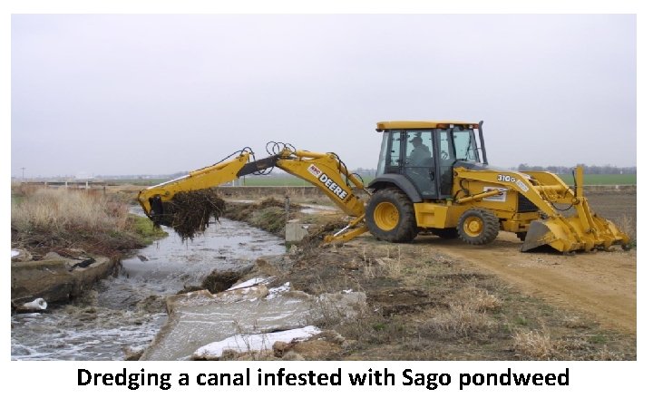 Dredging a canal infested with Sago pondweed Dredging a canal infested with Sago pondweed
