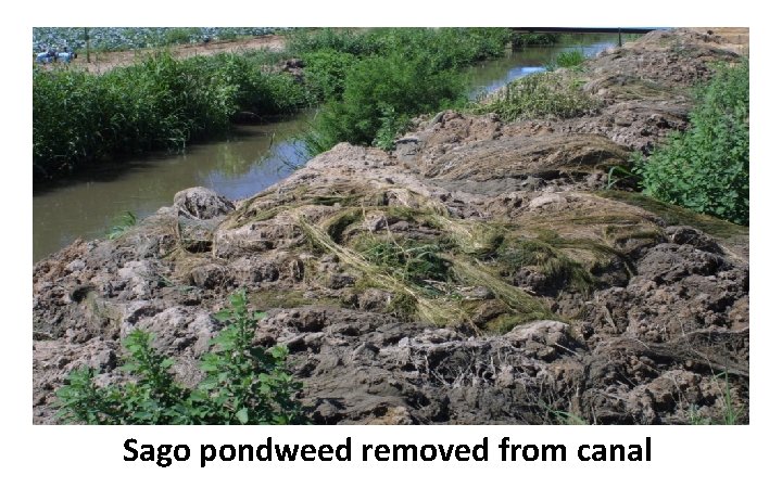 Sago pondweed removed from canal Sago pondweed removed from canal