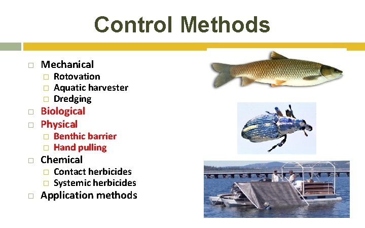 Control Methods Mechanical � � � Biological Physical � � Benthic barrier Hand pulling Control Methods Mechanical � � � Biological Physical � � Benthic barrier Hand pulling