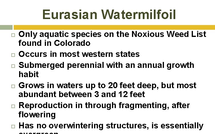 Eurasian Watermilfoil Only aquatic species on the Noxious Weed List found in Colorado Occurs Eurasian Watermilfoil Only aquatic species on the Noxious Weed List found in Colorado Occurs