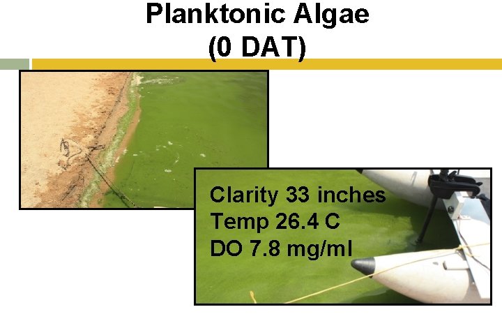 Planktonic Algae (0 DAT) Clarity 33 inches Temp 26. 4 C DO 7. 8 Planktonic Algae (0 DAT) Clarity 33 inches Temp 26. 4 C DO 7. 8