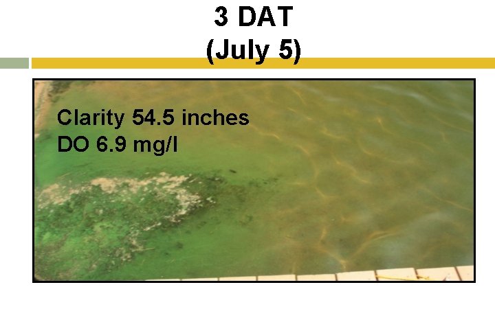 3 DAT (July 5) Clarity 54. 5 inches DO 6. 9 mg/l 3 DAT (July 5) Clarity 54. 5 inches DO 6. 9 mg/l