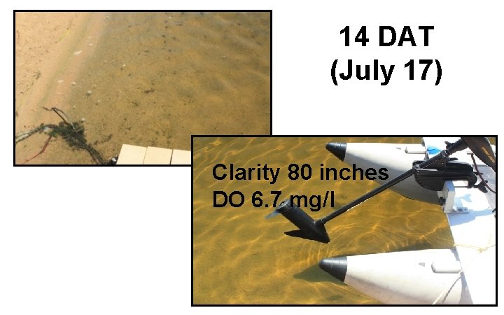 14 DAT (July 17) Clarity 80 inches DO 6. 7 mg/l 14 DAT (July 17) Clarity 80 inches DO 6. 7 mg/l