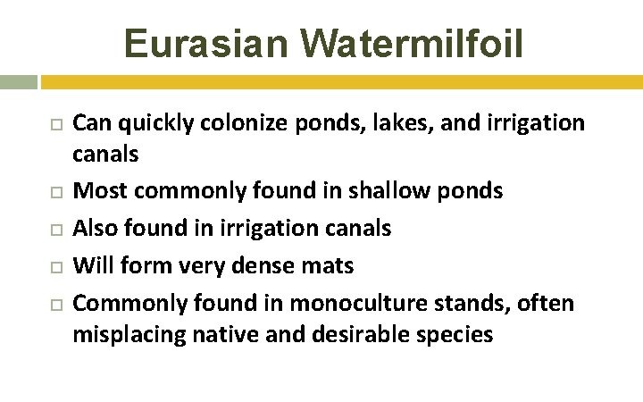 Eurasian Watermilfoil Can quickly colonize ponds, lakes, and irrigation canals Most commonly found in Eurasian Watermilfoil Can quickly colonize ponds, lakes, and irrigation canals Most commonly found in