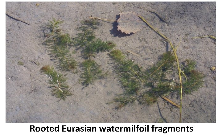 Rooted Eurasian watermilfoil fragments Rooted Eurasian watermilfoil fragments