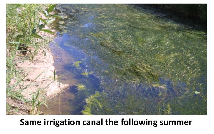 Same irrigation canal the following summer Same irrigation canal the following summer