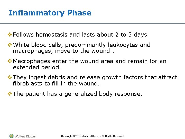 Inflammatory Phase v Follows hemostasis and lasts about 2 to 3 days v White