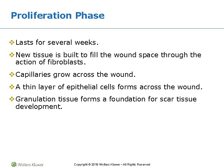 Proliferation Phase v Lasts for several weeks. v New tissue is built to fill