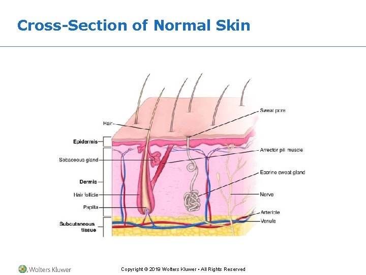 Cross-Section of Normal Skin Copyright © 2019 Wolters Kluwer • All Rights Reserved 