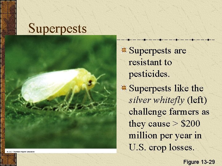 Superpests are resistant to pesticides. Superpests like the silver whitefly (left) challenge farmers as