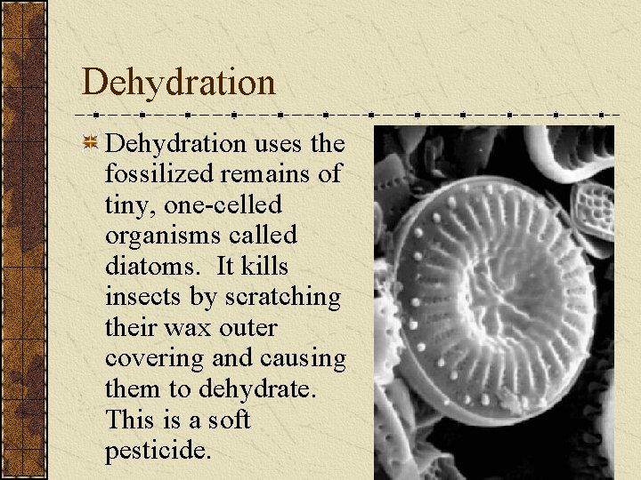 Dehydration uses the fossilized remains of tiny, one-celled organisms called diatoms. It kills insects
