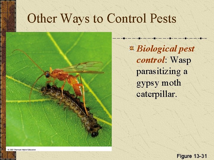 Other Ways to Control Pests Biological pest control: Wasp parasitizing a gypsy moth caterpillar.